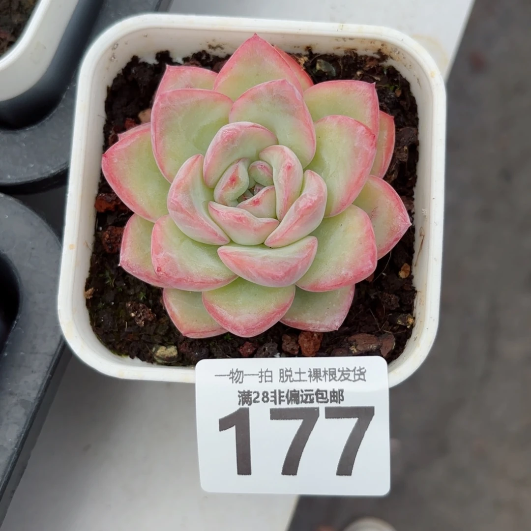 泡芙单头无盆土发货
