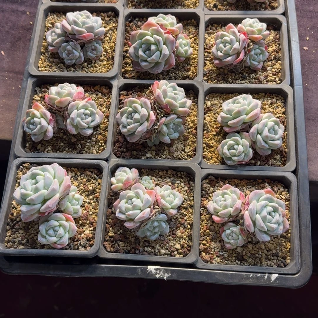 C***o冰玉一筐脱土不包整50