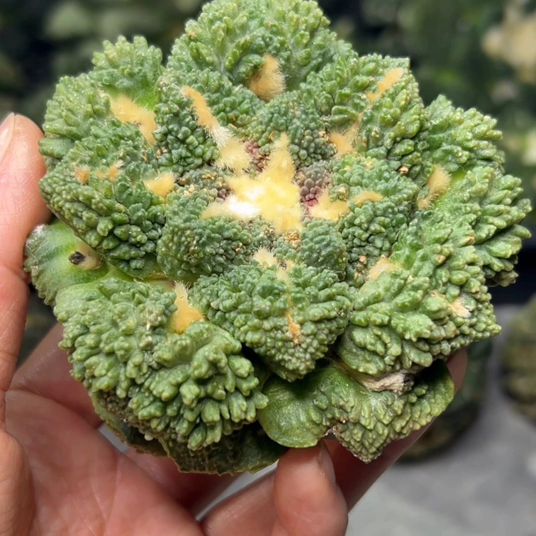 龟怒 萝卜腿 仙人球