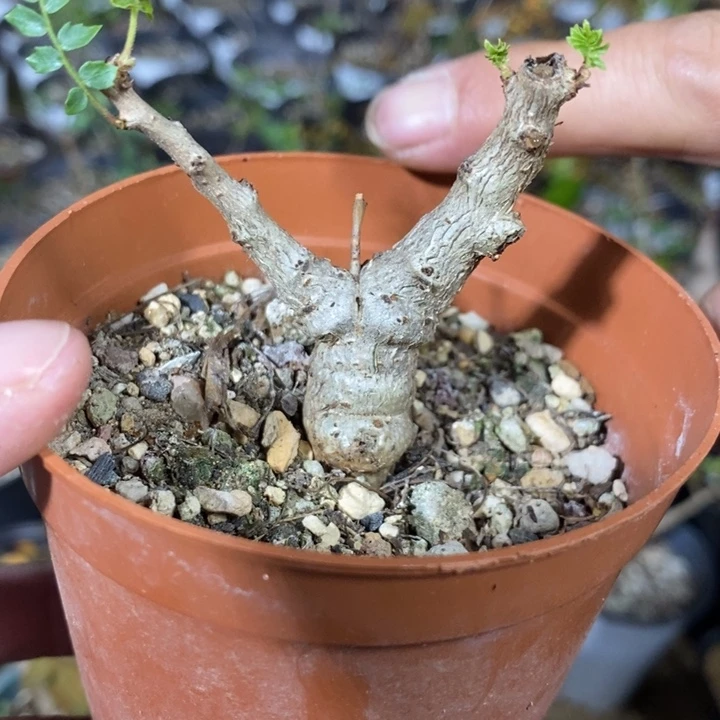 尼勒达带盆土发货植物