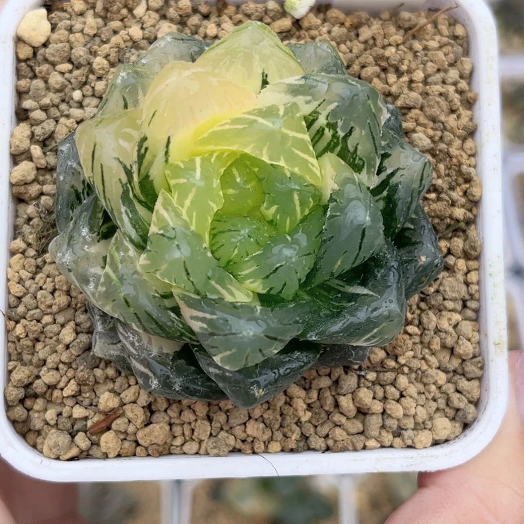24巨大化龙鳞玉露锦福利专场