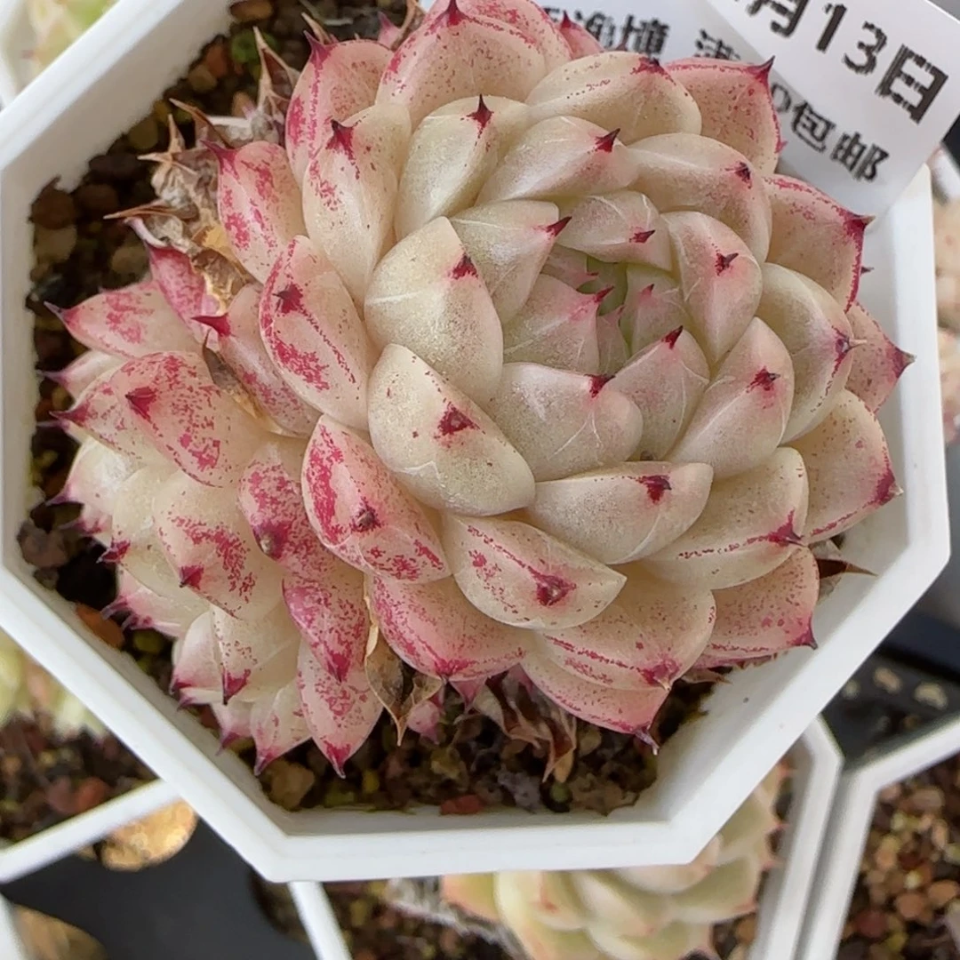花语逸境0213-212
