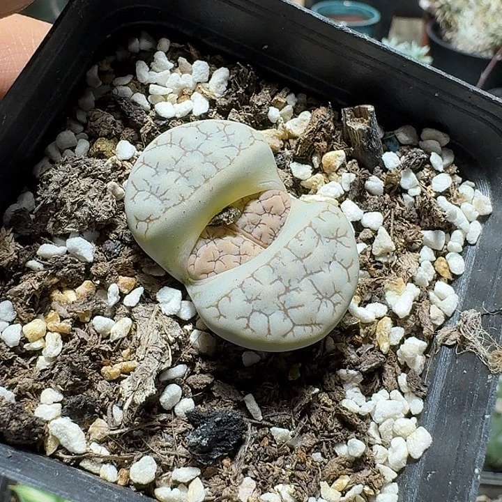 851荒玉c189带盆发货