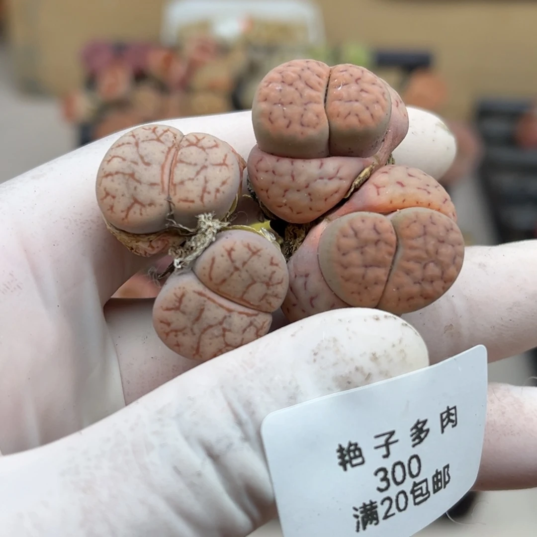杳*300号两个双头母本