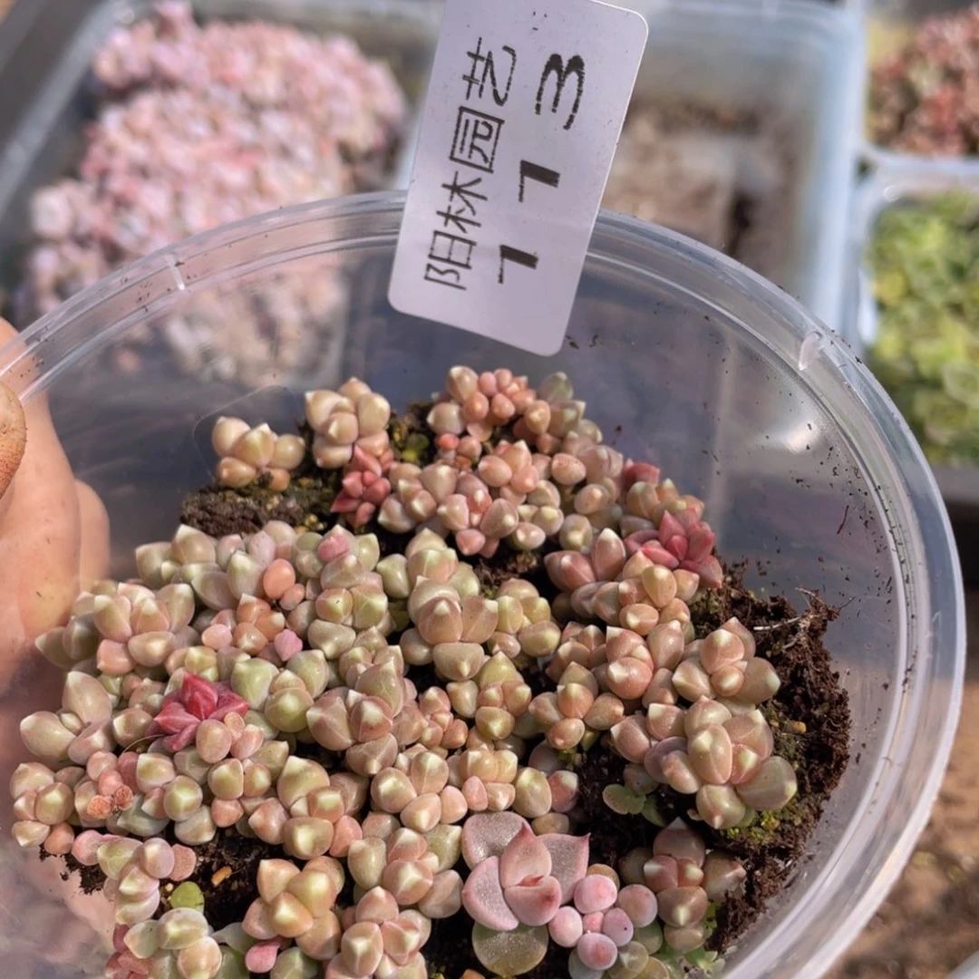 多肉植物多肉植物113