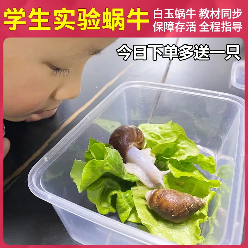 白玉蜗牛活体宠物观赏爬宠观赏宠物下蛋上课蜗牛教学大小蜗牛饲料