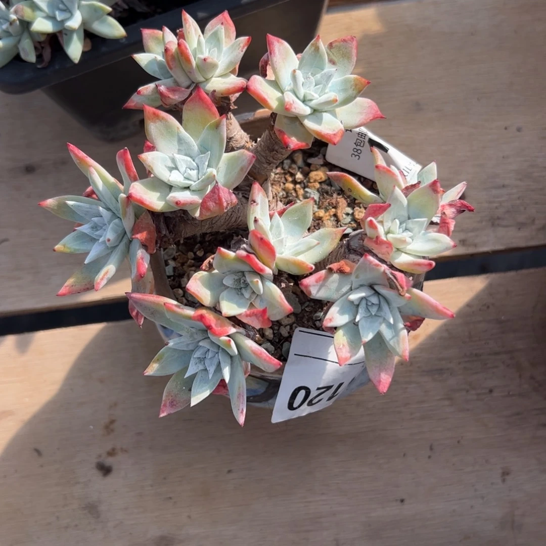 流丹白豪～一物一拍120