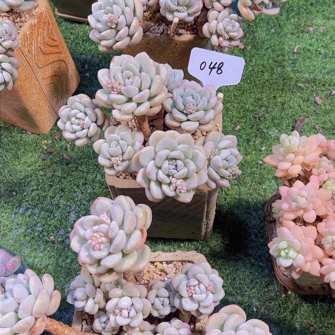 ?****肉48泡泡糖3个。。。。。