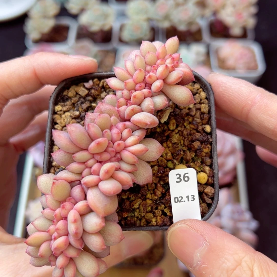 娇***悍林依晨缀36、哈哈哈哈