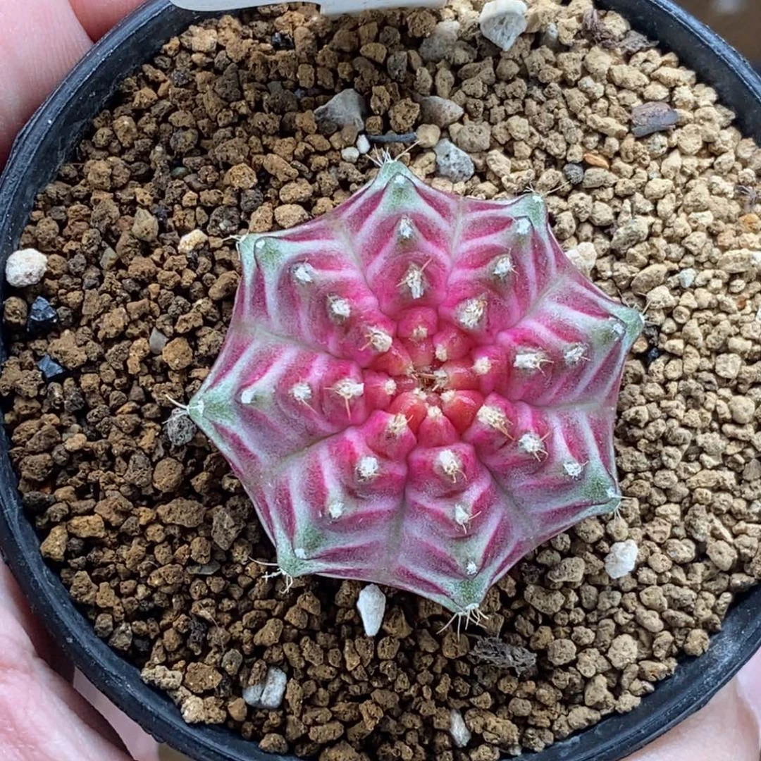 皇室龟甲轮回000030