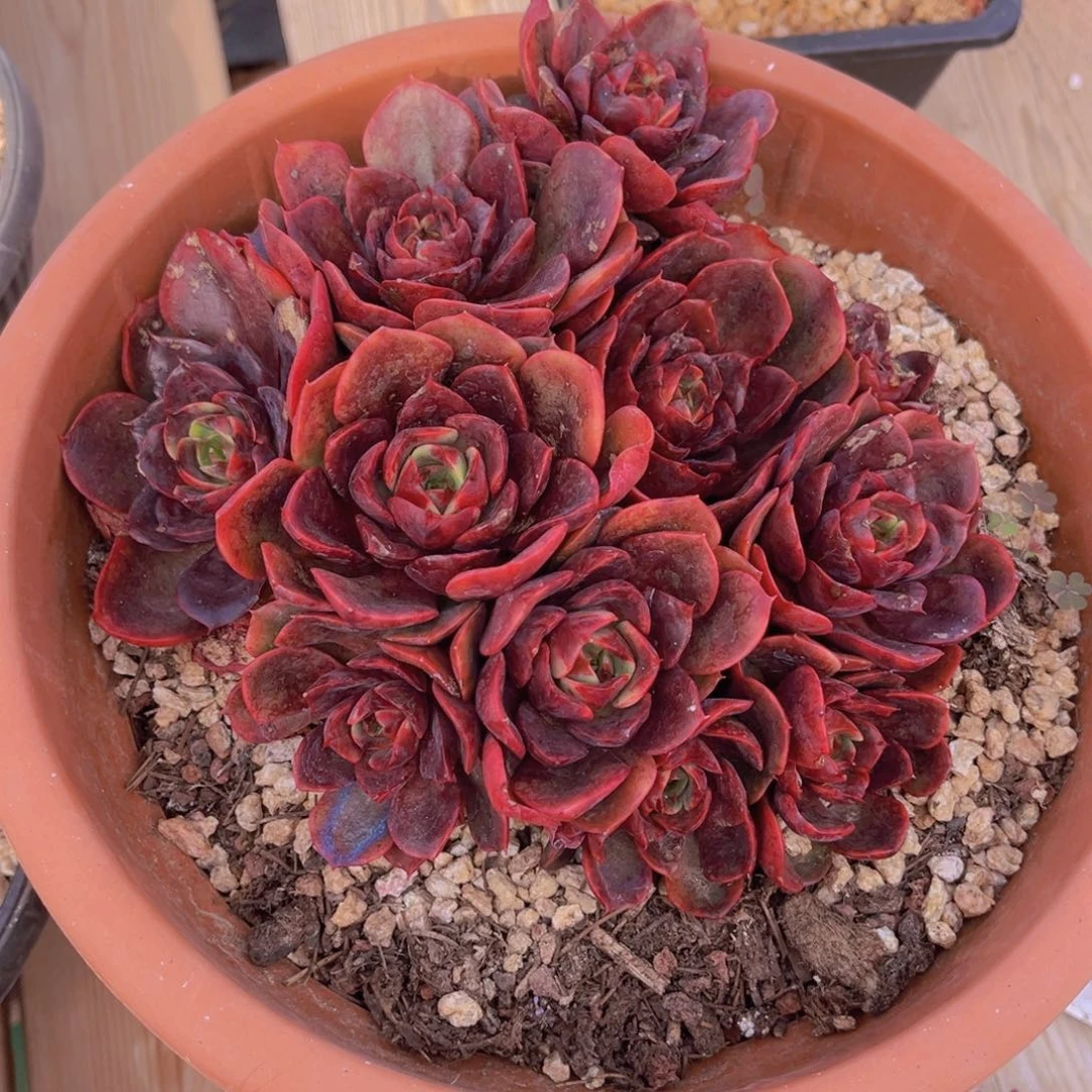 多肉植物多肉植物