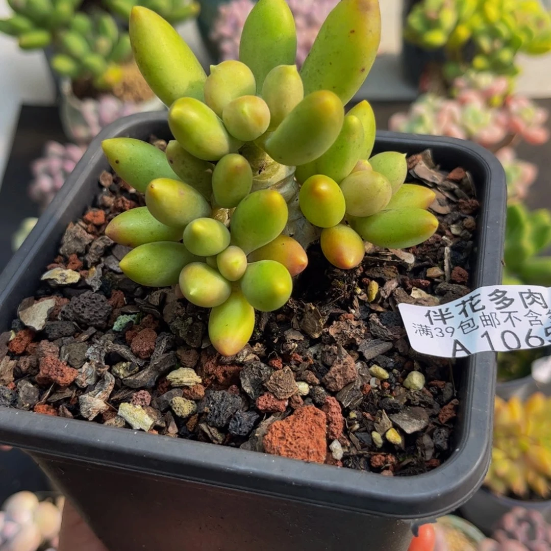 1065芒果奶6cm多肉植物