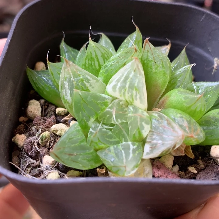 灯芯玉露锦daiernvt