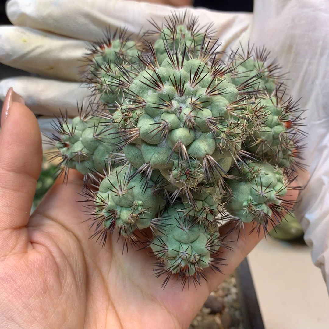 帝王丸 群生 整体8公分起发 无根