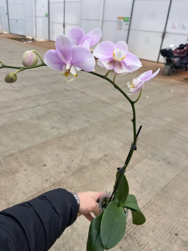 鲜花《粉佳人》蝴蝶兰云南源头基地直发