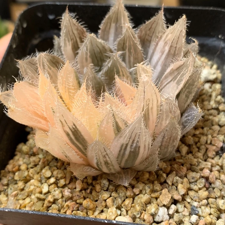 实生原始种其中玉露锦