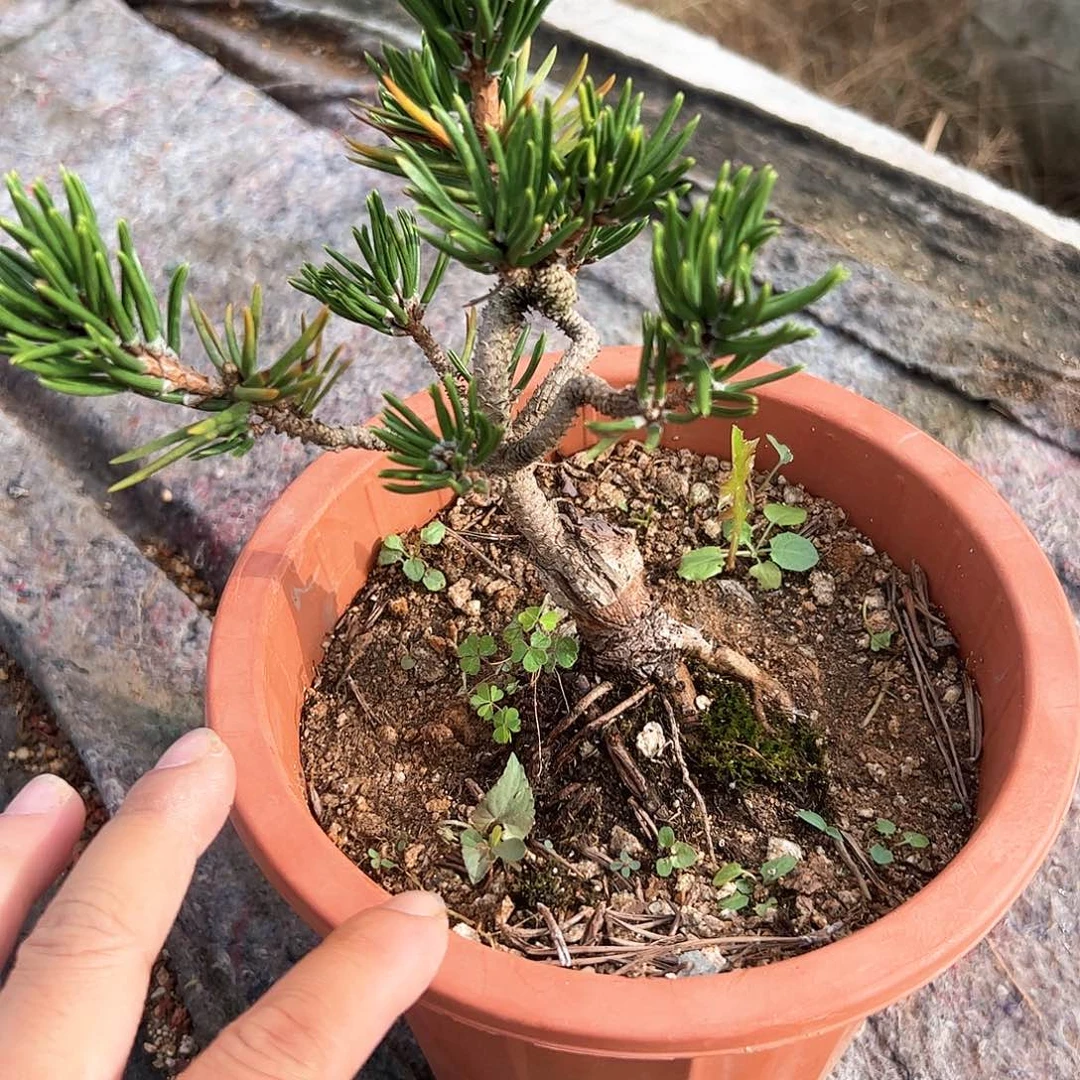 无花朵健健康康快快乐乐