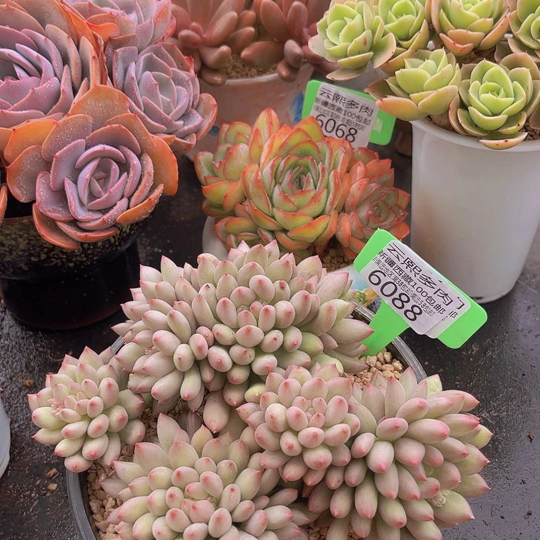 6088岩字美人多肉植物