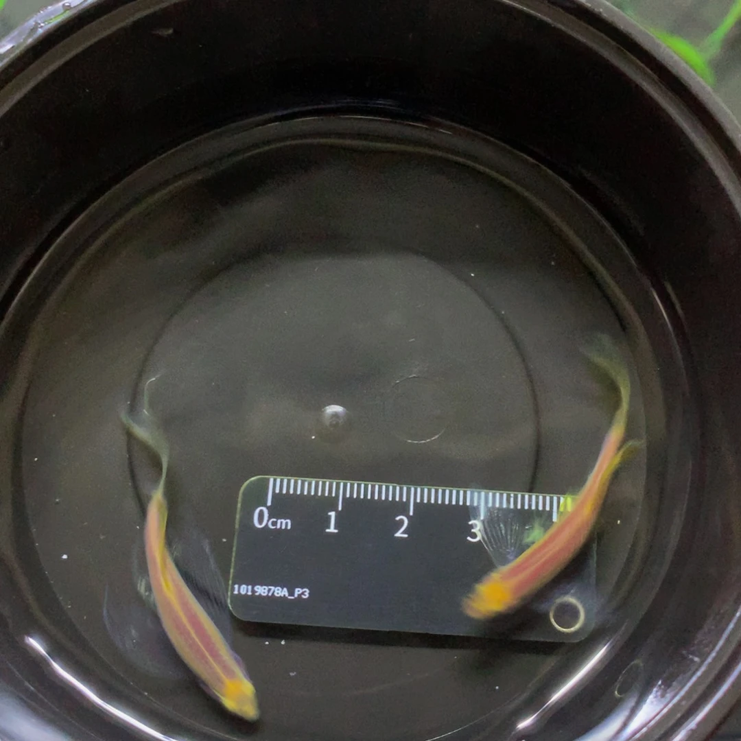 斑马鱼大号蝶翼斑马紫仙2条（4-5厘米）