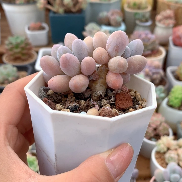 精控汤圆多肉一物一拍