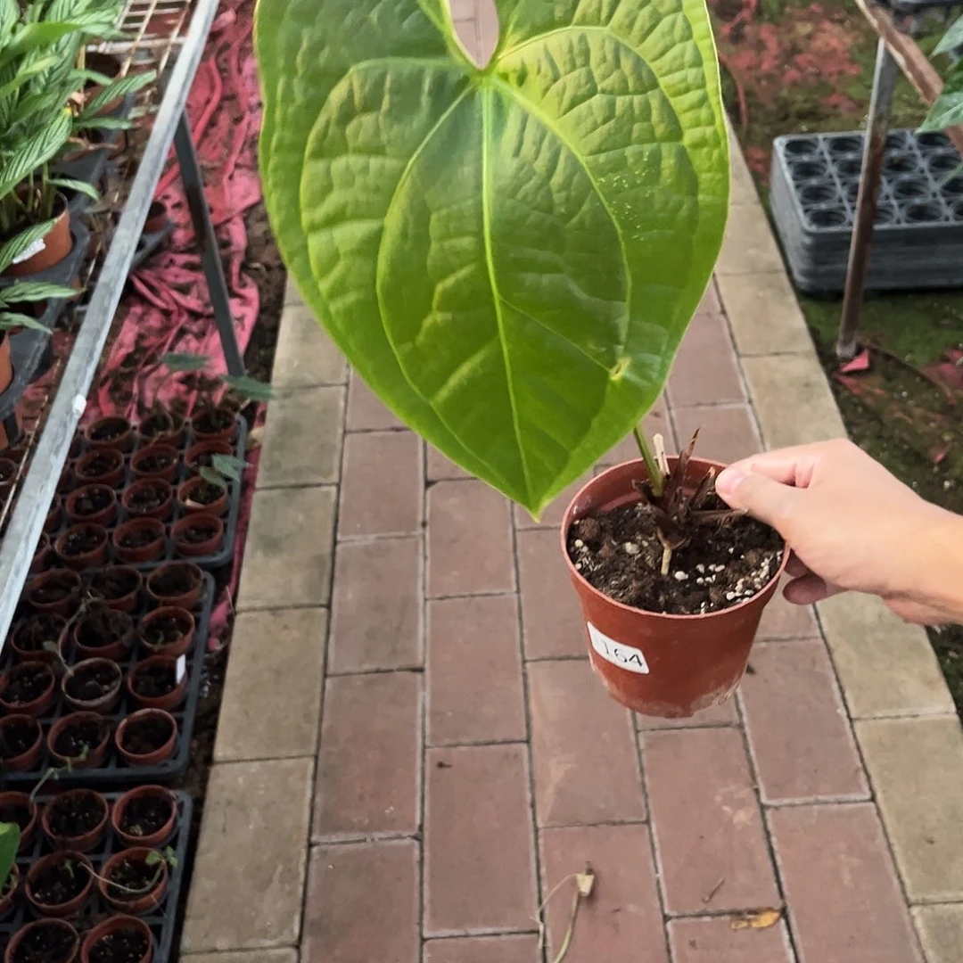 完全开放164 奢华花烛