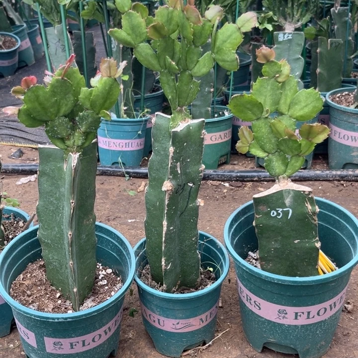 昊***文14号037黄000000000