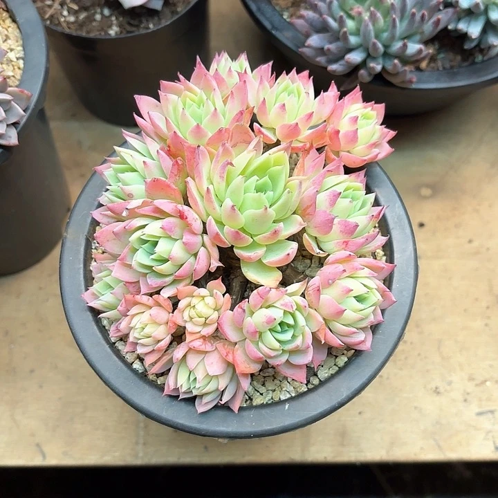 多肉植物，三色景