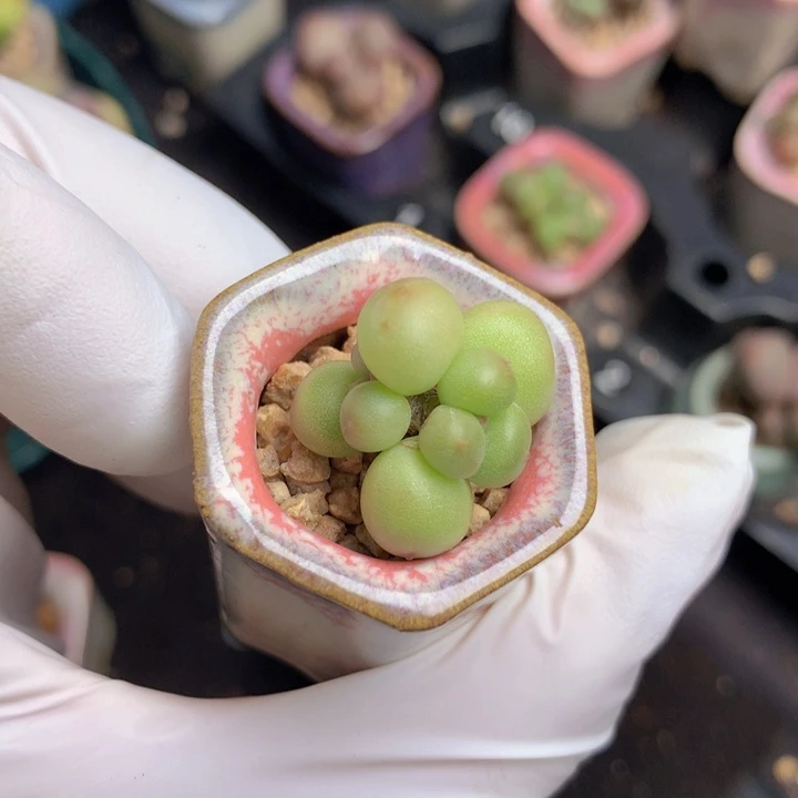 是***啊一物一拍 玉珠双头