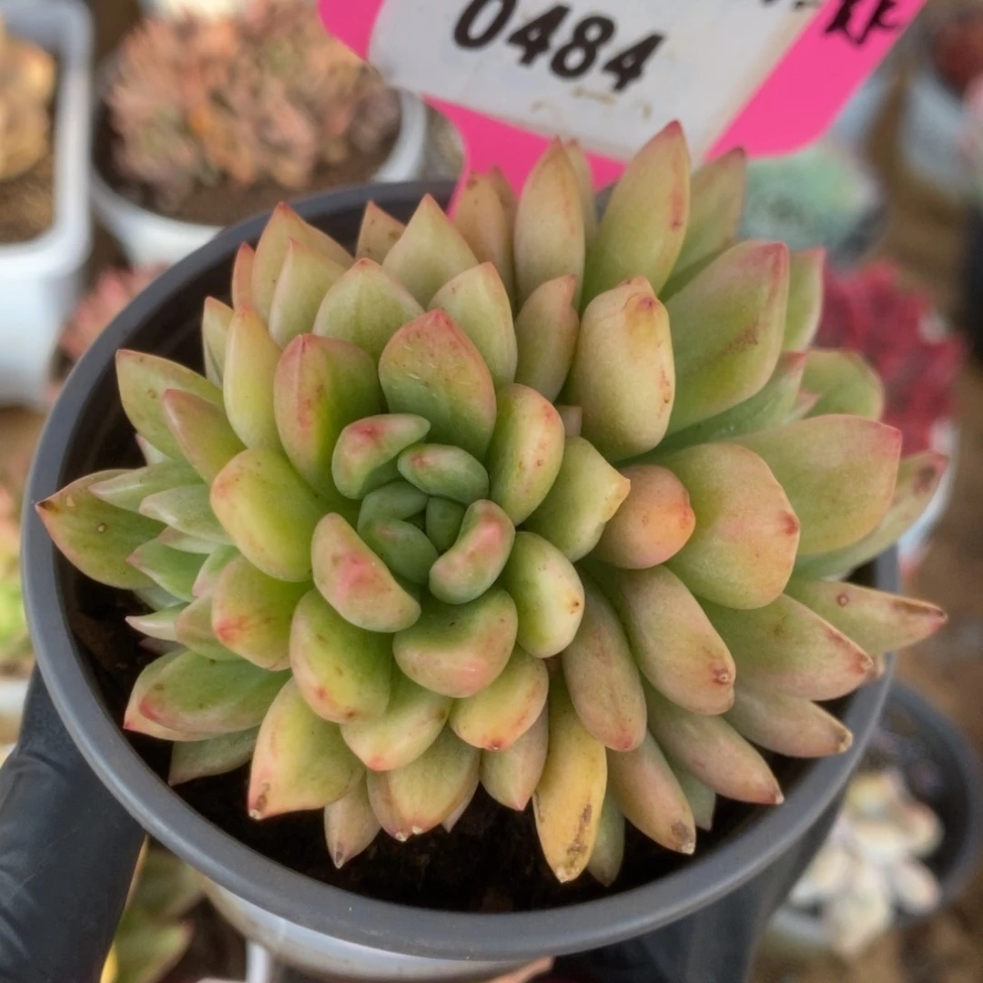 484东云杂福利锦锦锦锦