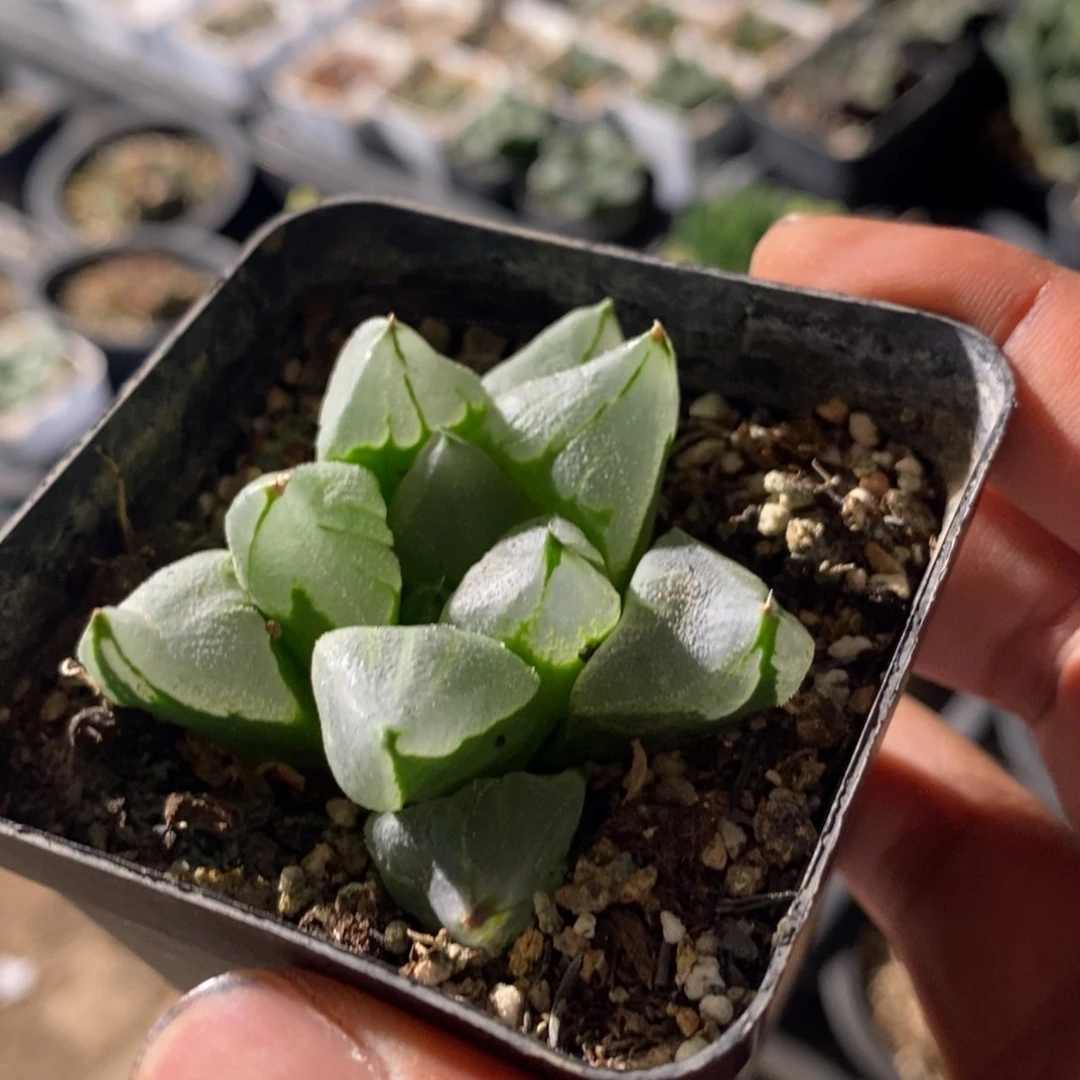 冰城寿一颗 拍二发三 点赞福利