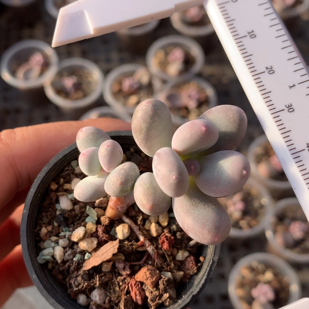 彩虹奶多肉植物哈哈