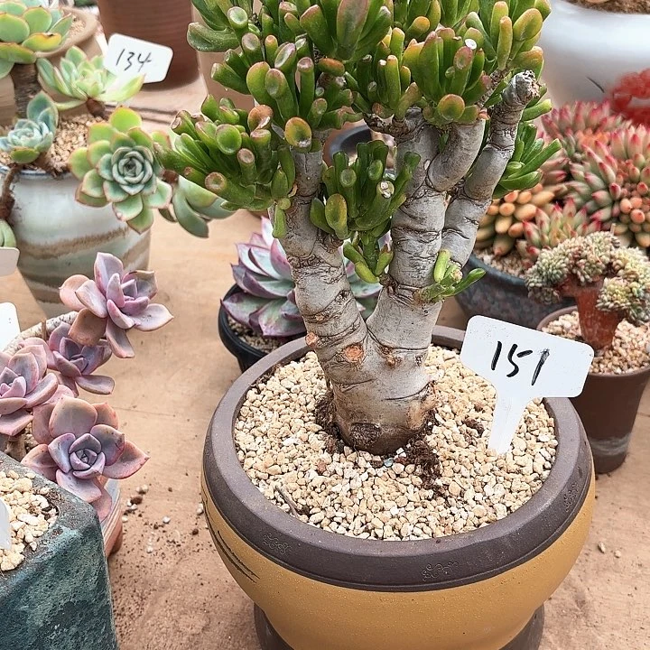 多肉植物，吸财树151号