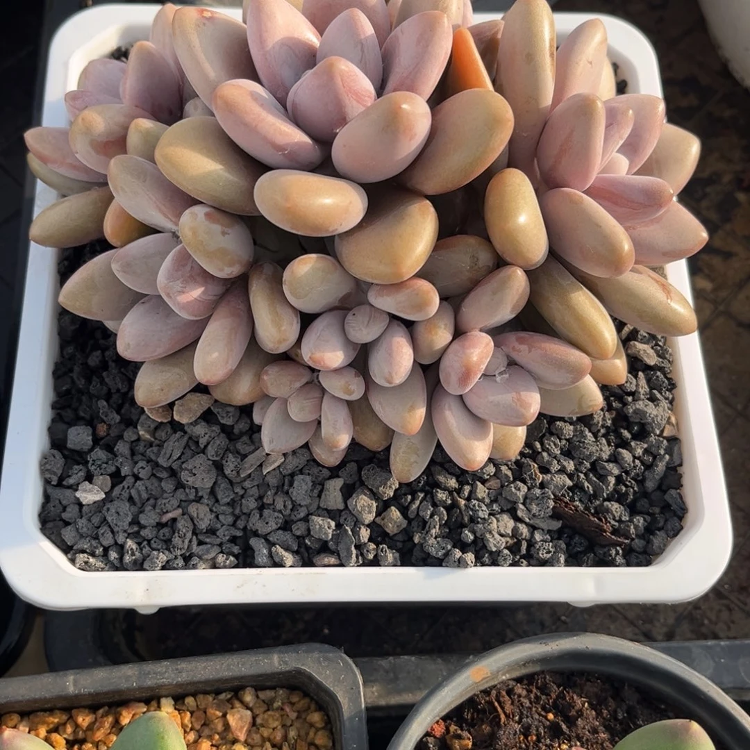 清***河多肉植物多肉植物