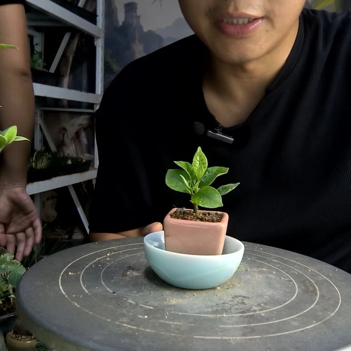 王***妈中青园艺一物一拍133