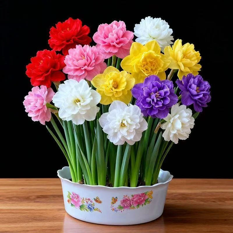 【水仙花种球】新球家庭土培水培耐寒能过冬