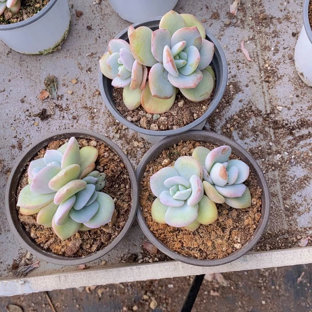 心****Y多肉植物11111111111