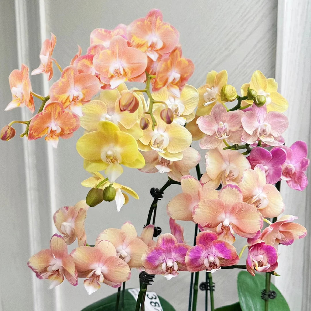 超稀有变色一颗成树2花剑起【变色三文鱼】蝴蝶兰超稀有品种