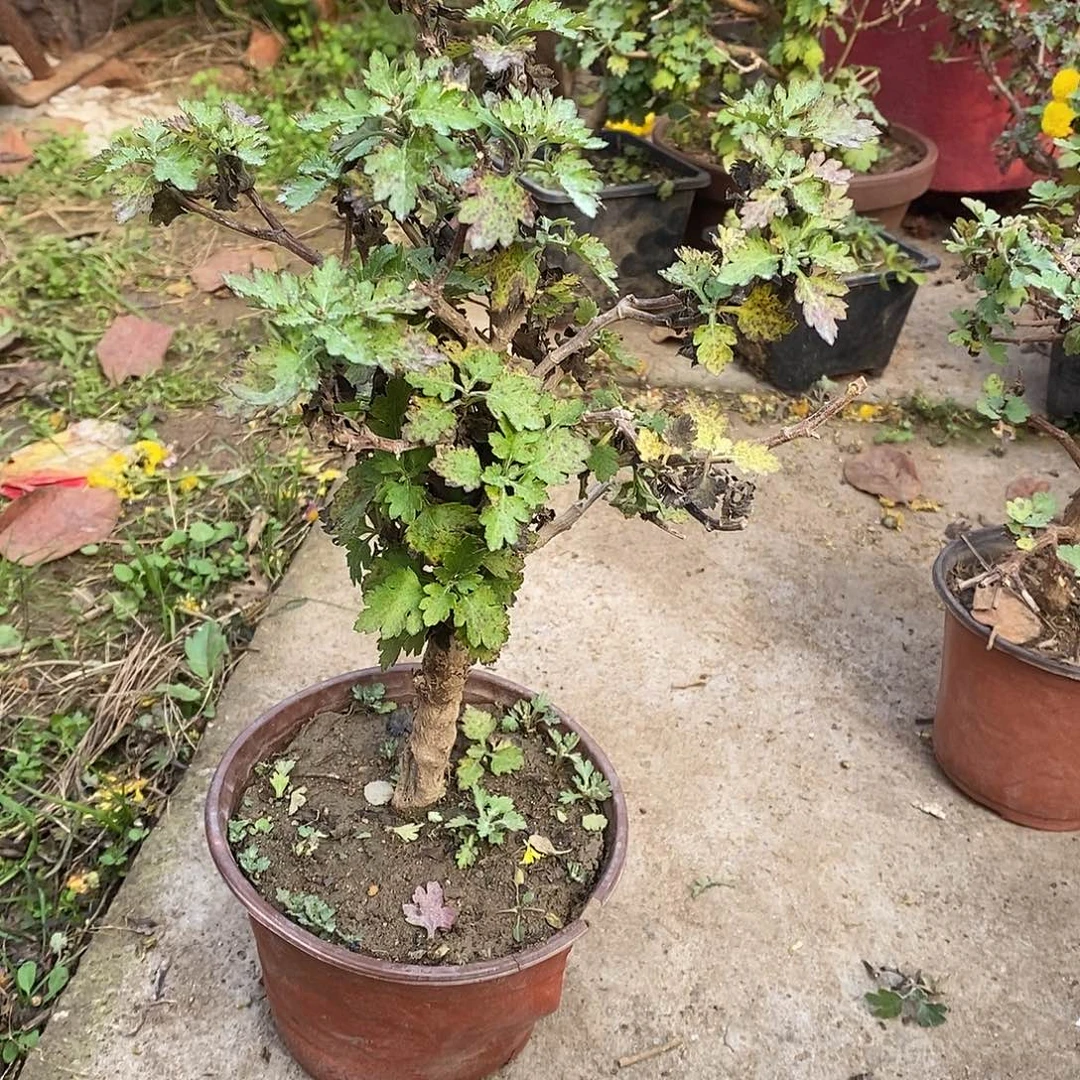 骑****完全开放盆景菊花