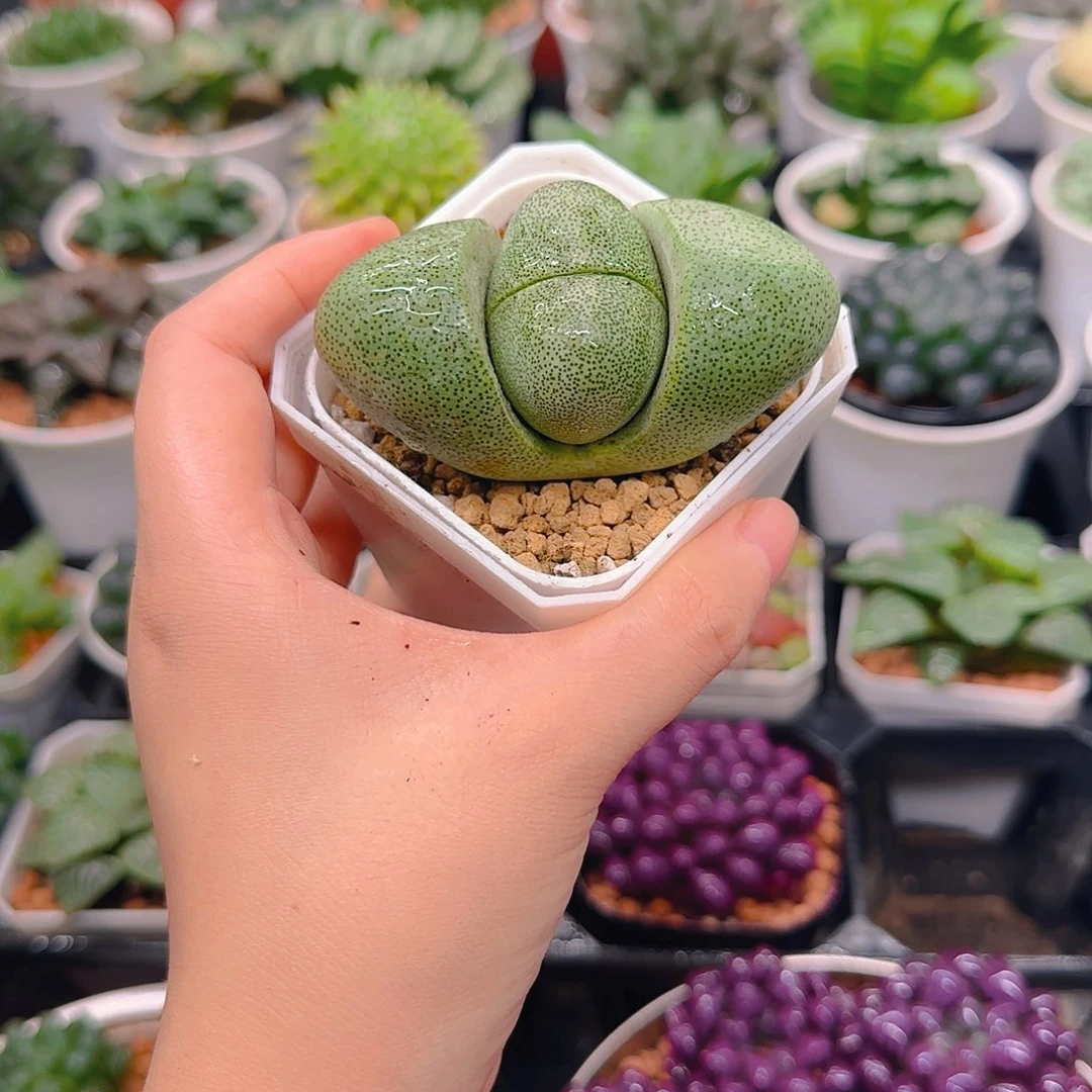 元宝，绿元宝，多肉，原盆