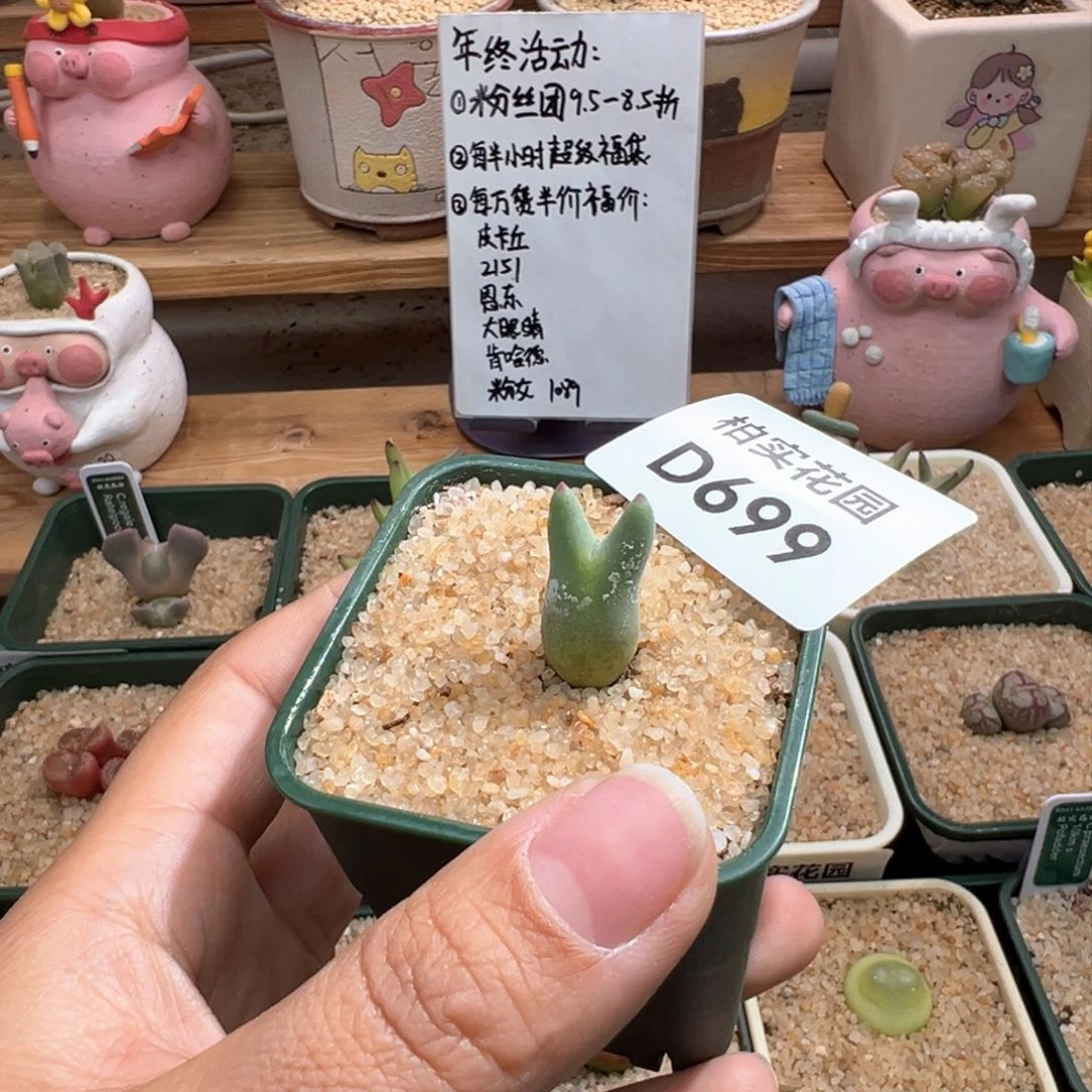 风699。万赞福利。皮卡丘。