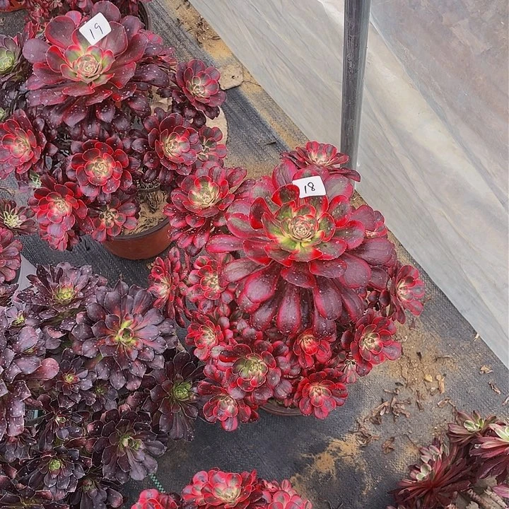 守****k香耐尔法师一个18号