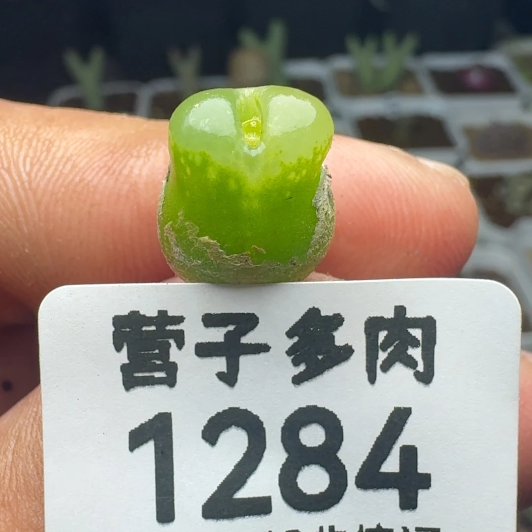 雪茄。