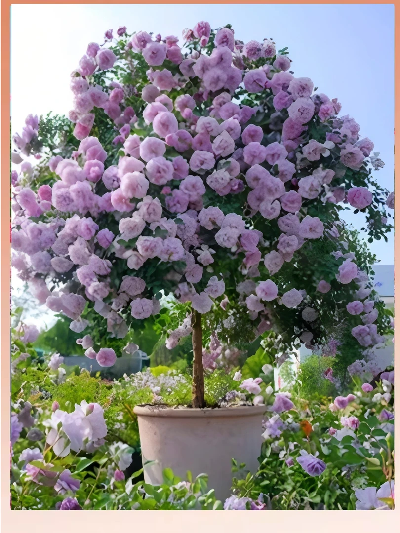 盆栽月季花直播间一物一拍