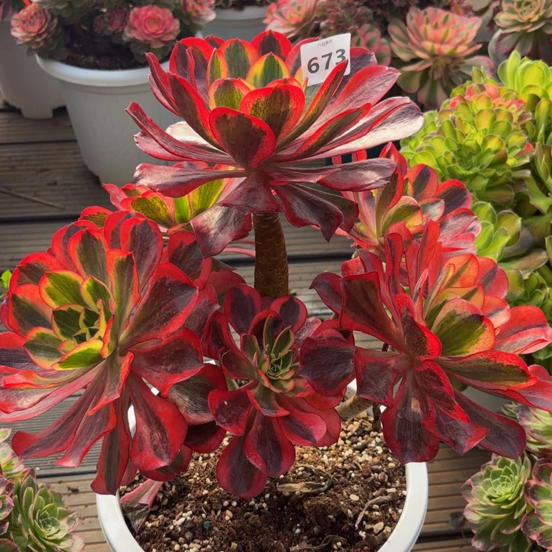 673多肉植物魅影