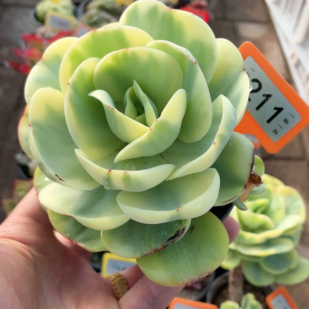 【闪购商品】?****d211号