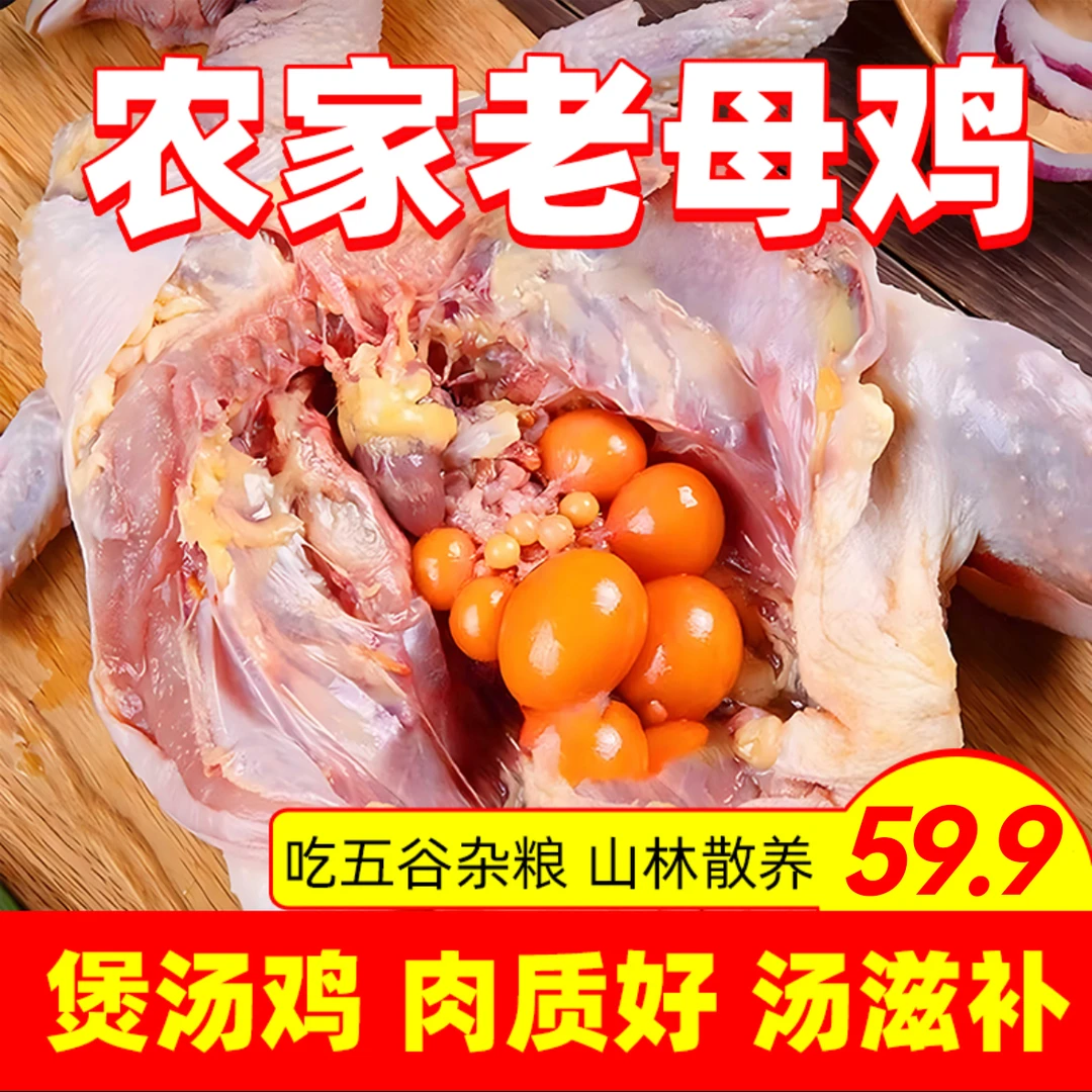 黄油老母鸡农家散养老母鸡土鸡纯五谷喂养当天现杀孕妇月子