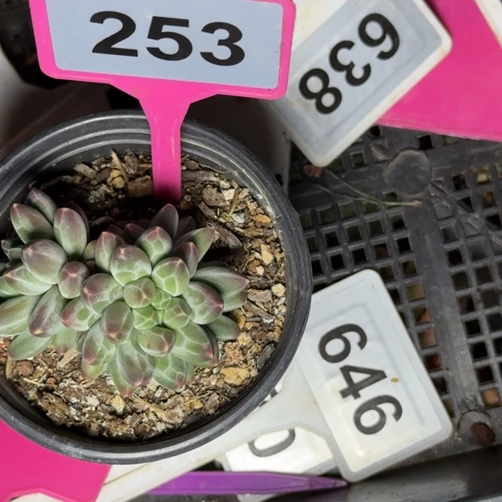 多肉植物申公豹253