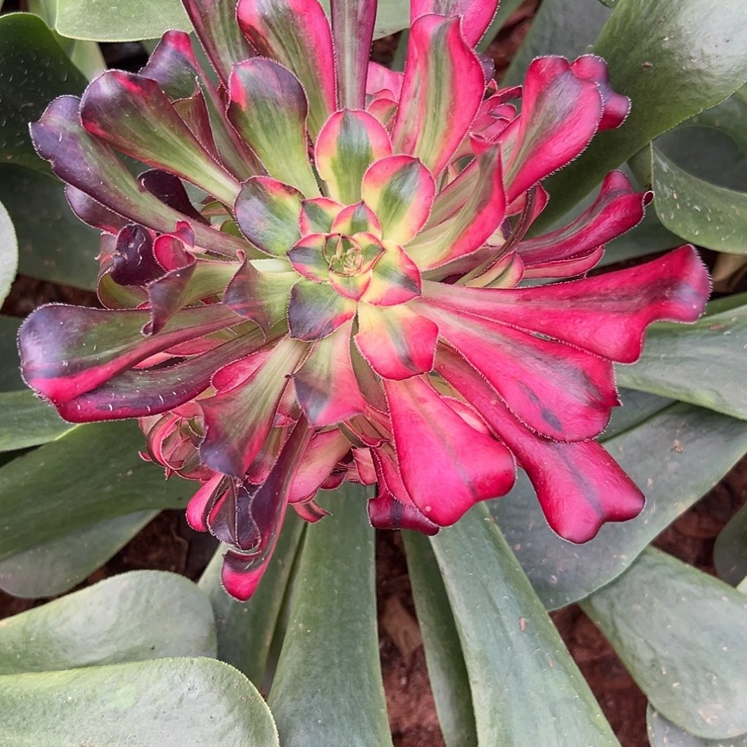 ꧁***꧂精品多肉植花影寄养