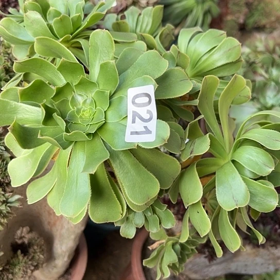 家***狗多肉植物一个原始绿