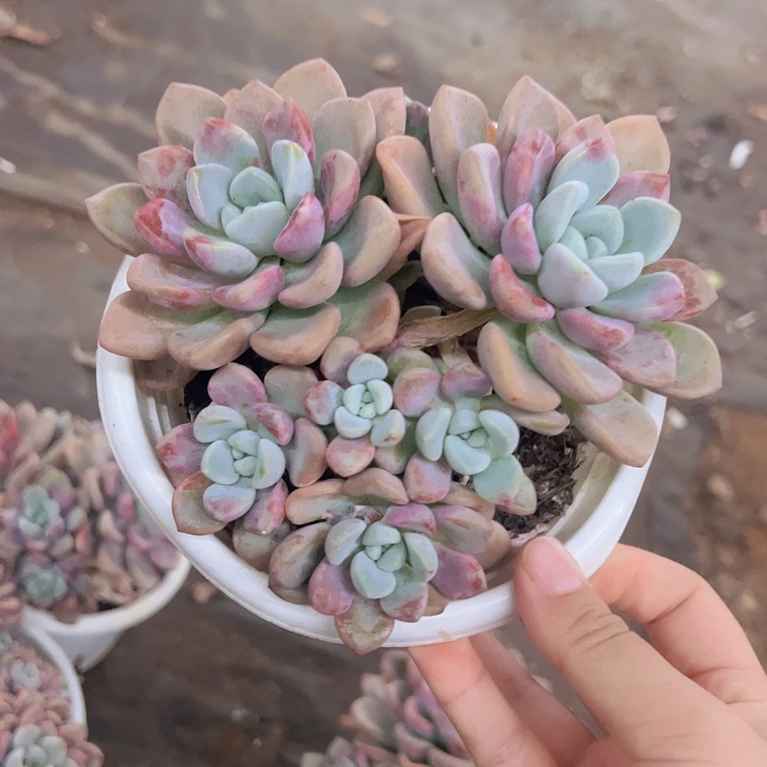 花斑露双头起发带仔